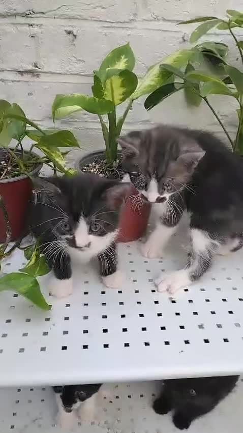 Mixed Breed cats for sale: Adorable kittens for sale BHS - Video 1