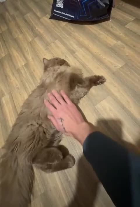 British Longhair cats for sale: GCCF Registered chocolate British longhair kitteN  - Video 3