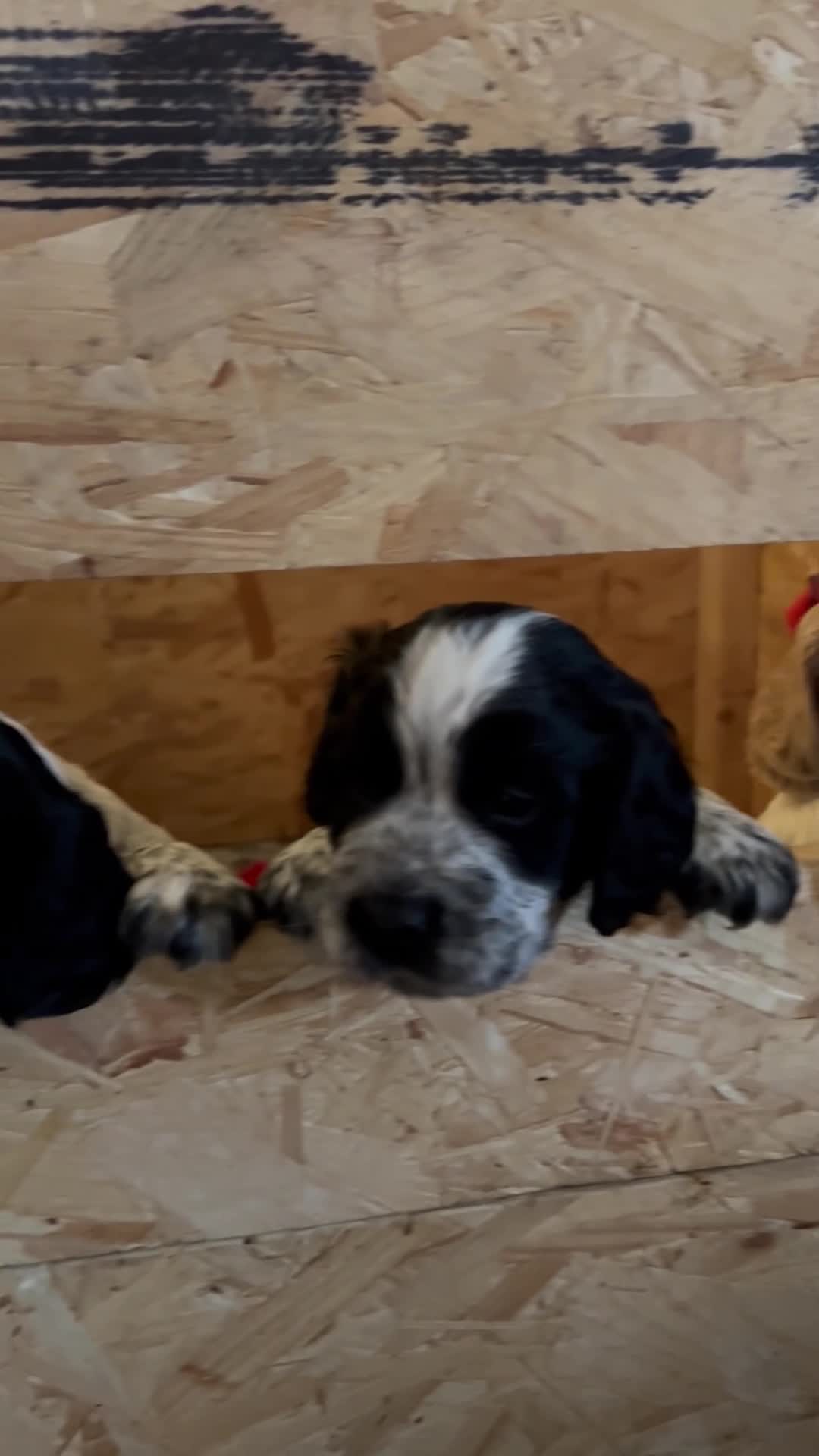 Cocker Spaniel dogs for sale:  KC Registered Working Cocker Spaniel Puppies in Droitwich - Video 3