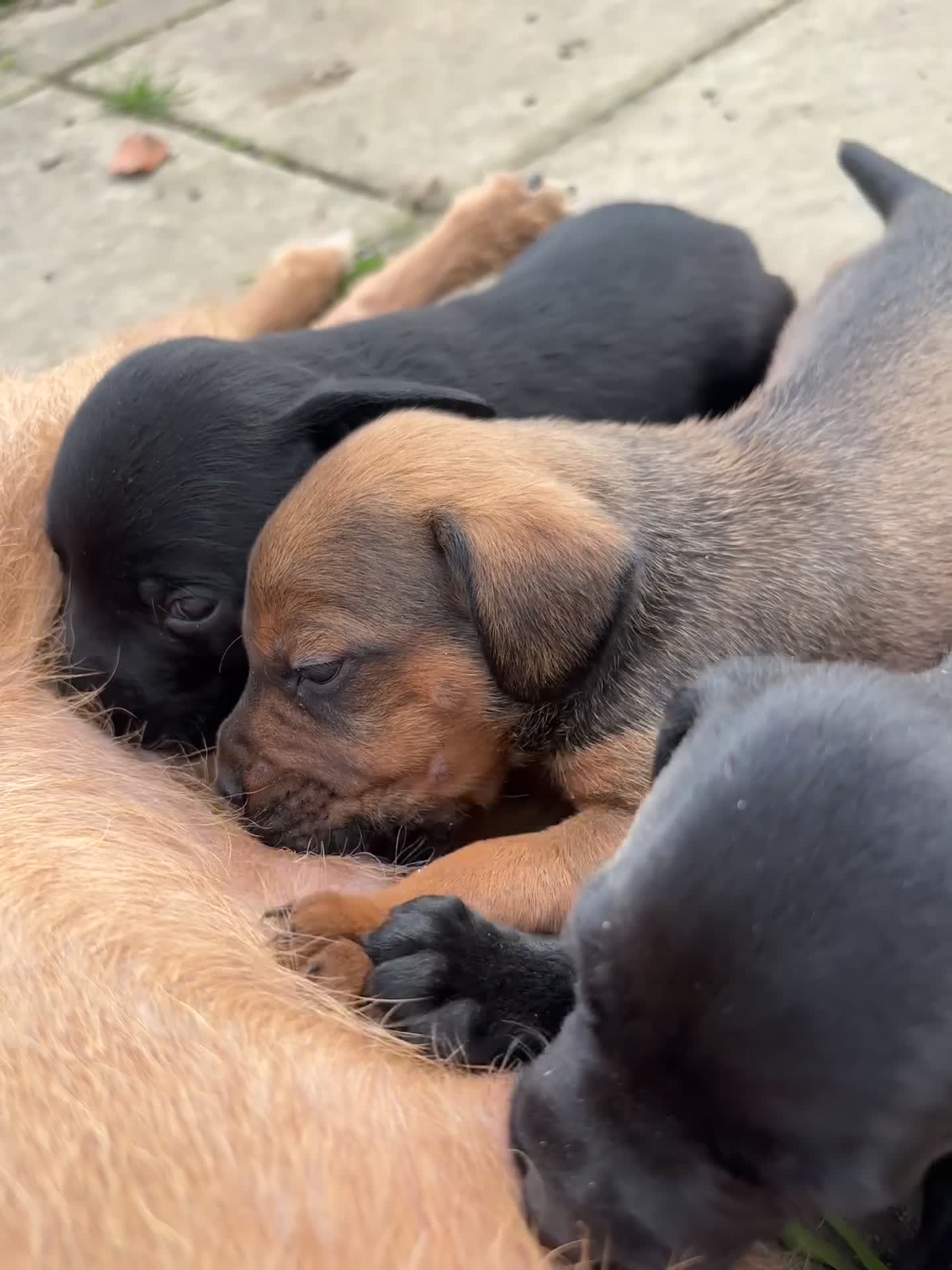 Mixed Breed dogs for sale: Cocker Spaniel/Patterdale terrier  in Killin - Video 2