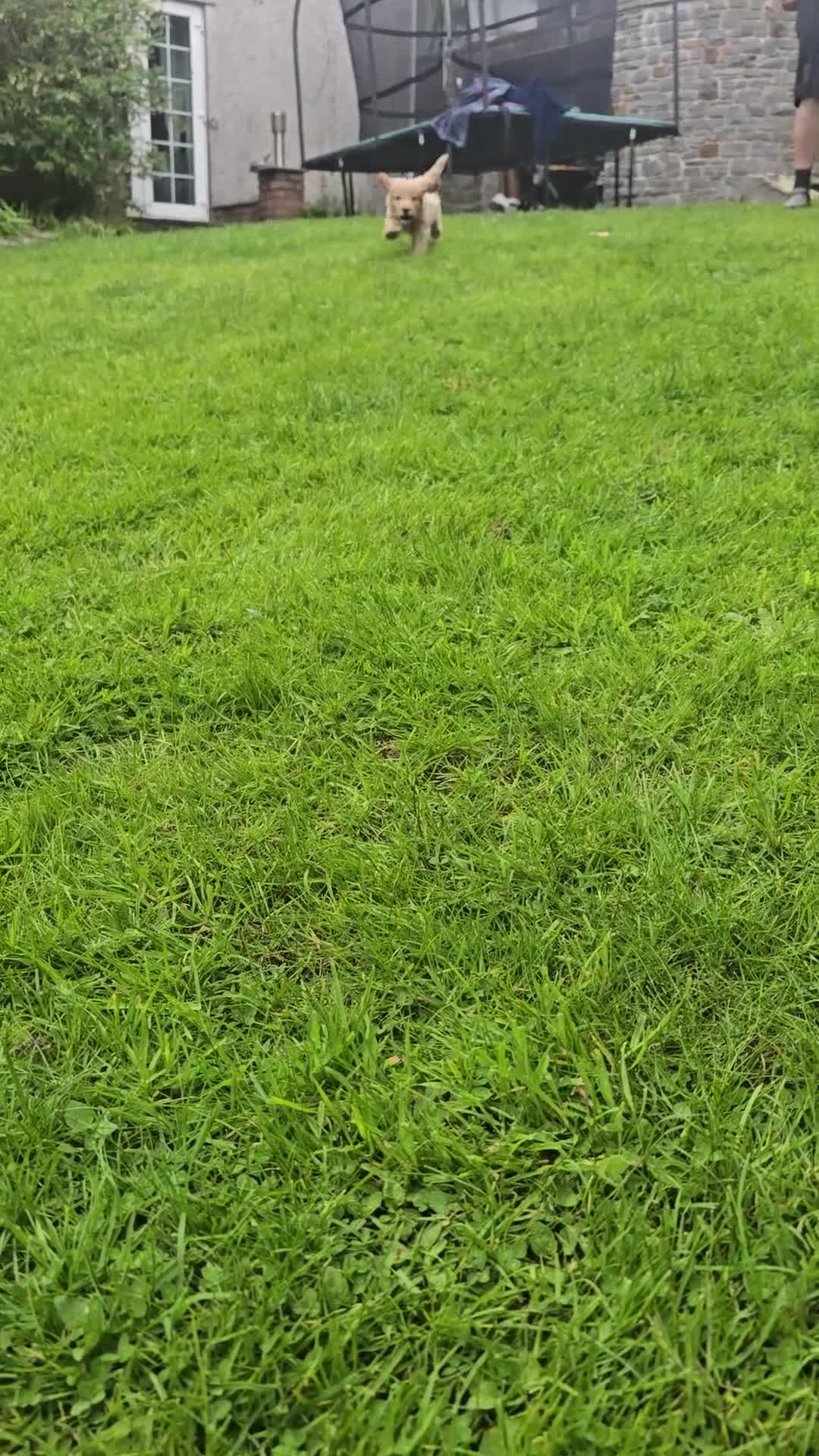 Mixed Breed dogs for sale: Australian Goldendoodle  - Video 2