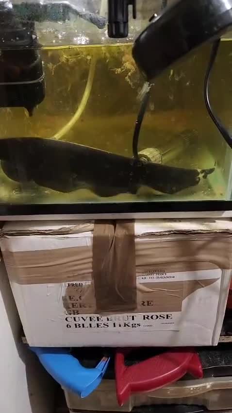 Other/Mixed Breed fish for sale: Black ghost knifefish - Video 1