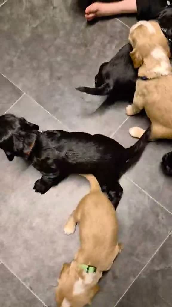 Cocker Spaniel dogs for sale: Beautiful litter of 4 male cocker spaniels  - Video 2