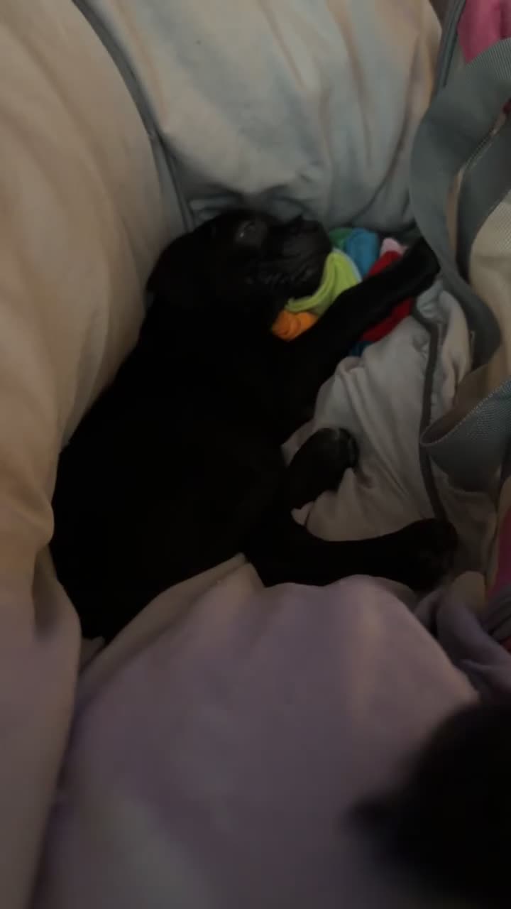 Mixed Breed dogs for sale: Lab x staffy girl puppy 2 Months old  - Video 4