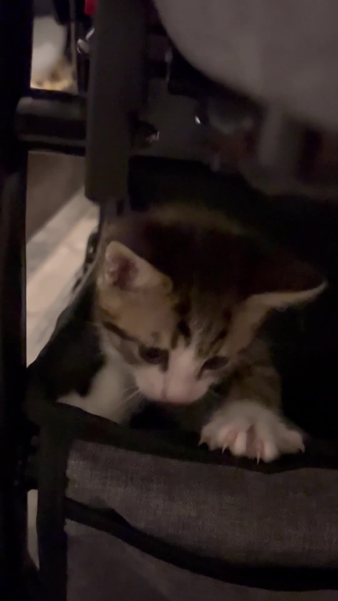 Mixed Breed cats for sale: Kittens are ready now  - Video 1