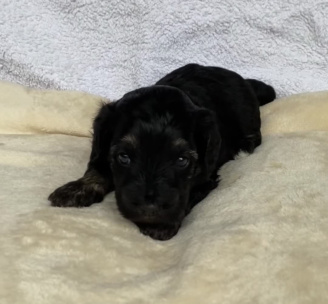 Mixed Breed dogs for sale: Cockapoo mix  in Dartmouth - Video 1