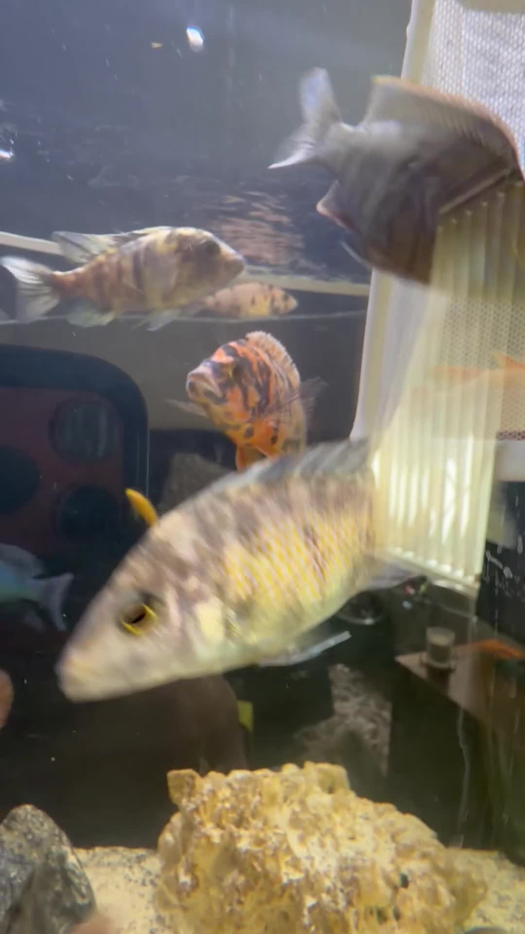 Cichlids fish for sale: Orange ob cichlid - Video 1
