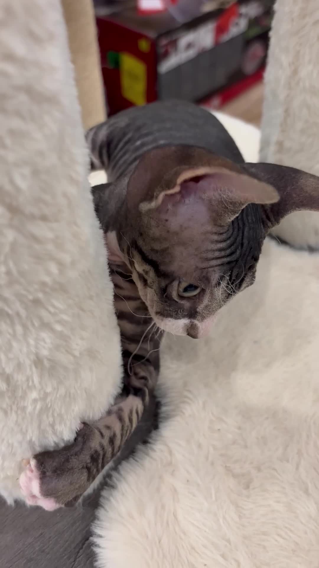 Sphynx cats for sale: Donskoy - Video 3