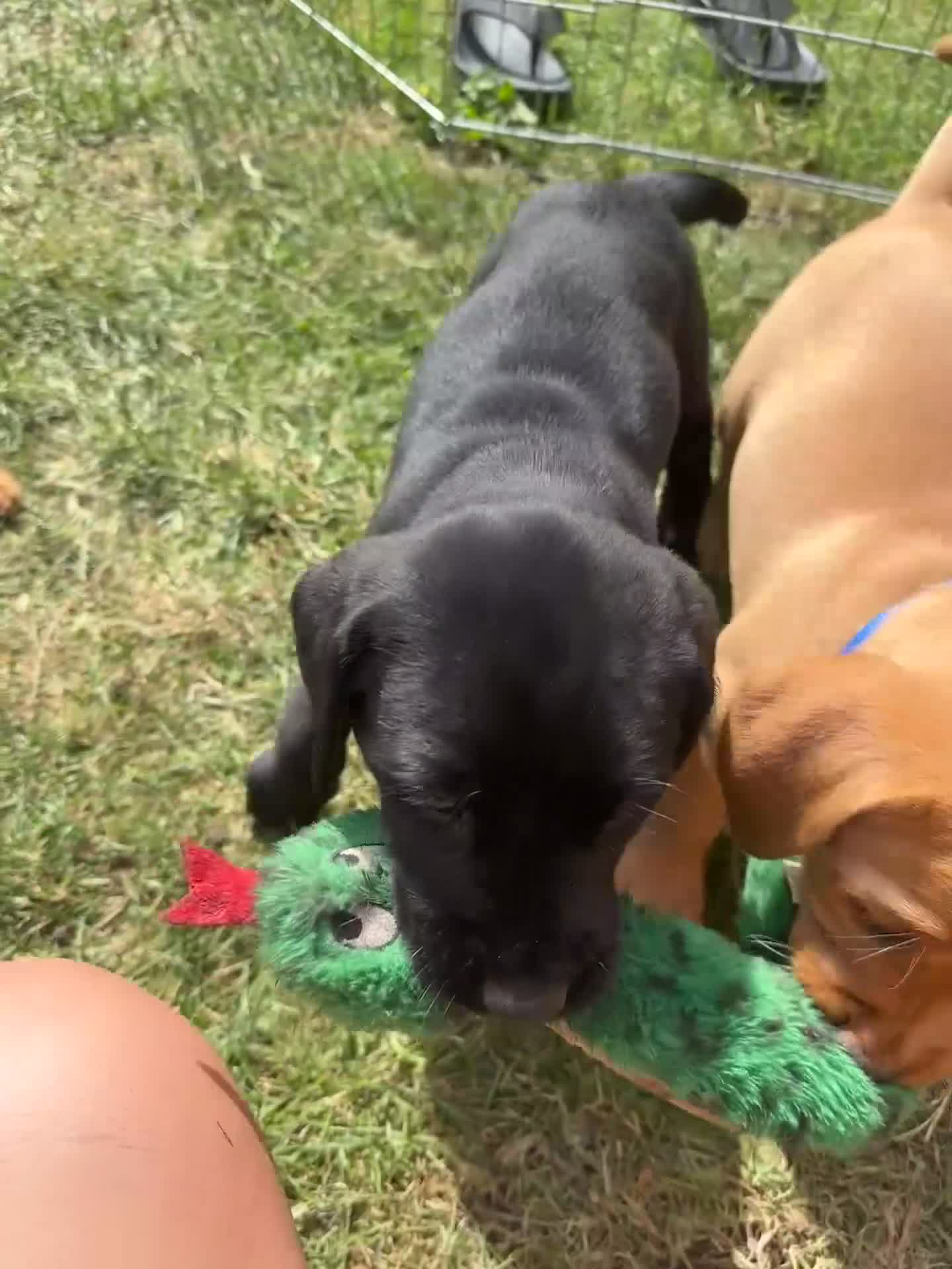 Labrador Retriever dogs for sale: Stunning KC registered Red & Black puppies - Video 2