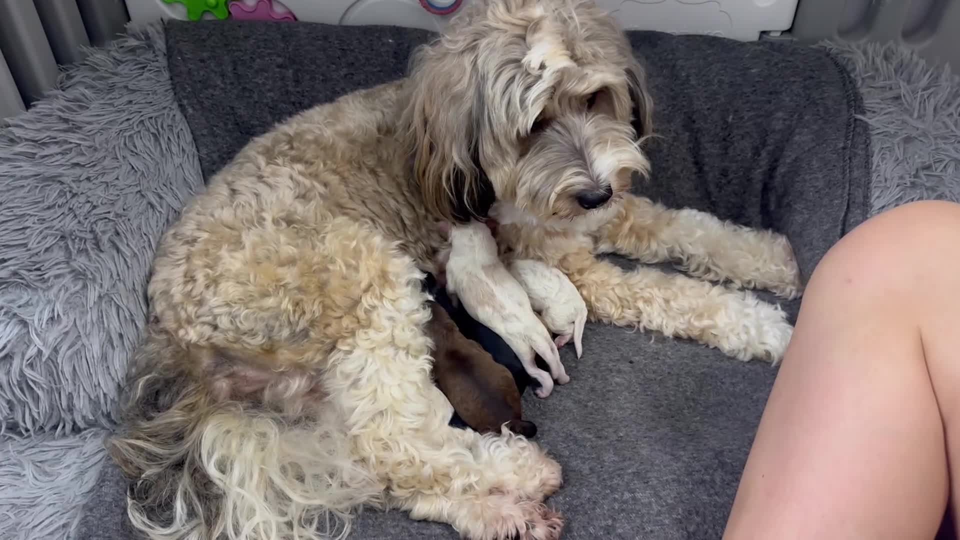 Mixed Breed dogs for sale:  Fab❤️Ttoodle Tibetan terrier x Miniature Poodle - Video 2