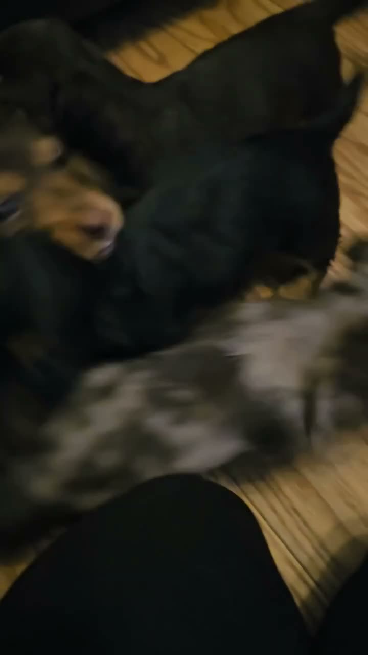 Miniature Dachshund dogs for sale: 4 beautiful longhaired babies - Video 1