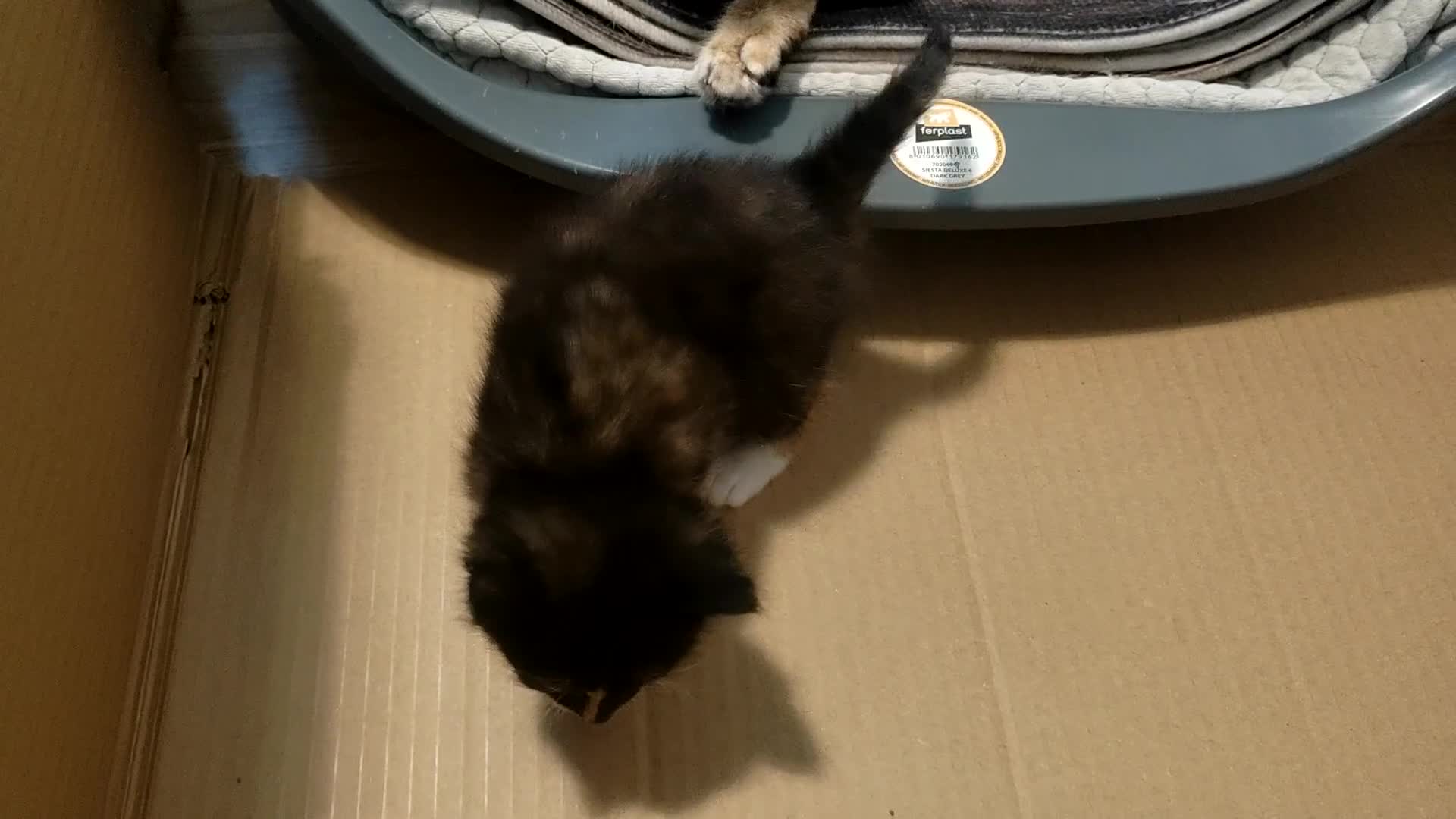 Mixed Breed cats for sale: 4 gorgeous little kitten looking for homes  - Video 4