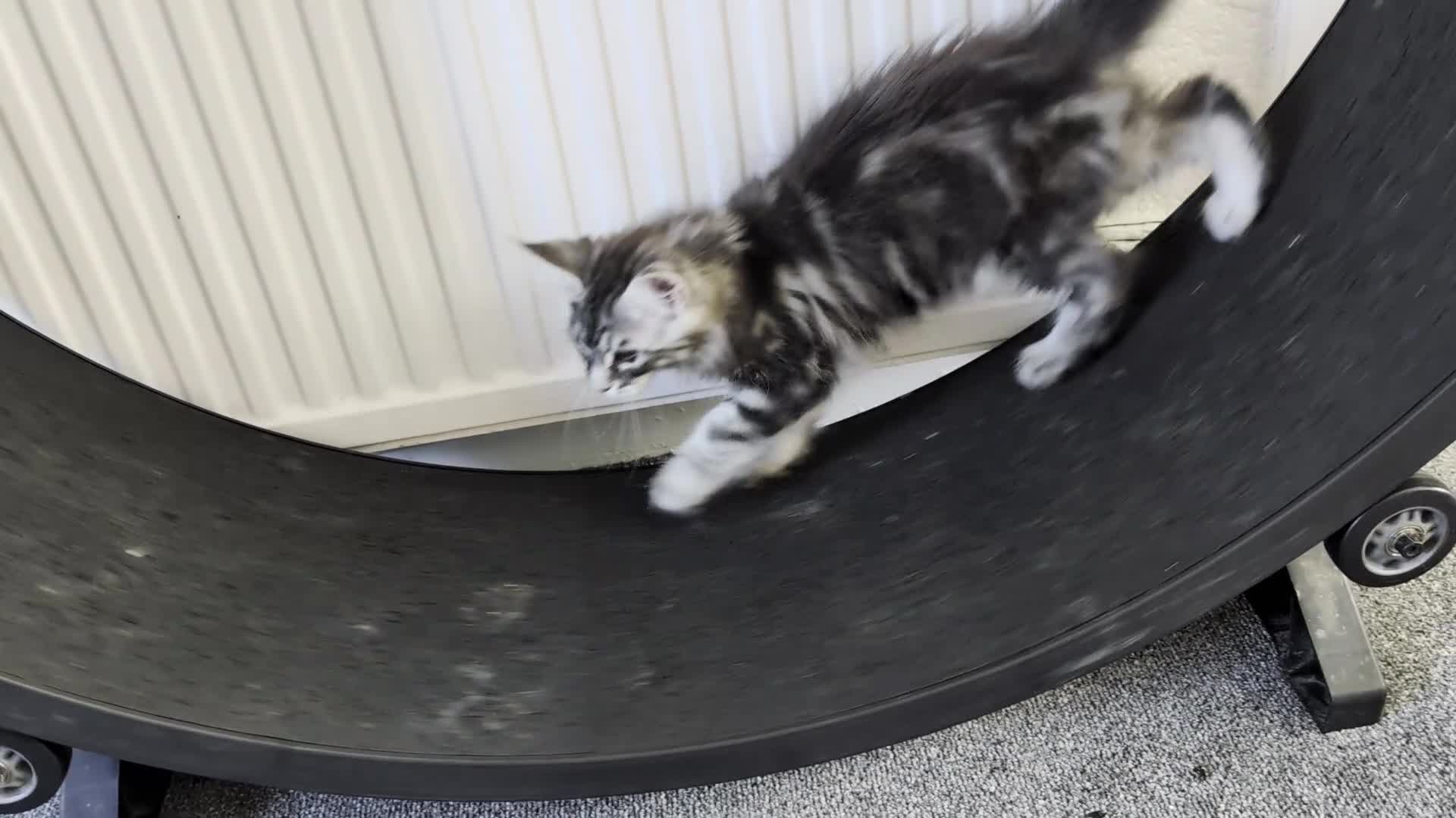 Maine Coon cats for sale: Large kittens growing nicely  - Video 3