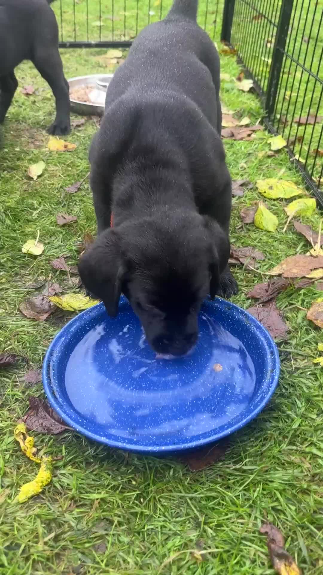 Labrador Retriever dogs for sale: 1 Black Labrador bitch left ready to go now  - Video 3