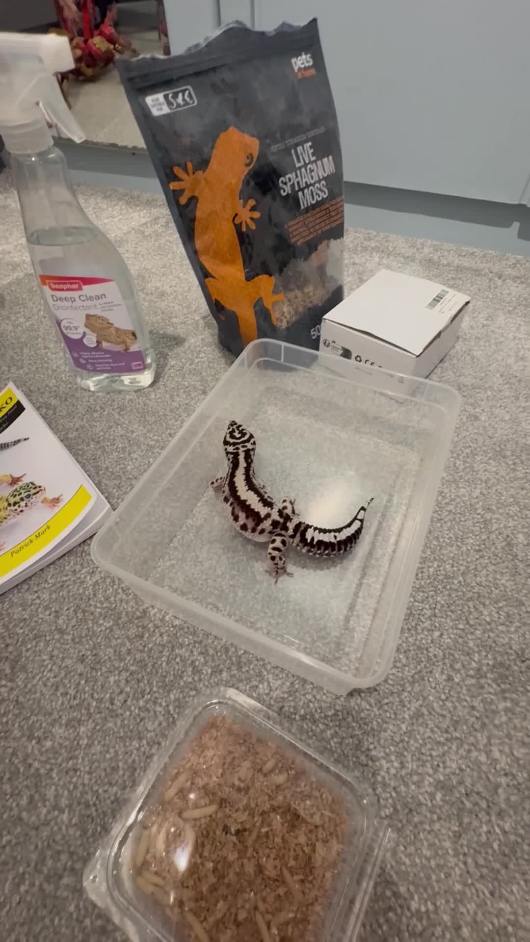 Leopard Gecko reptiles for sale: Leopard Gecko in York - Video 1