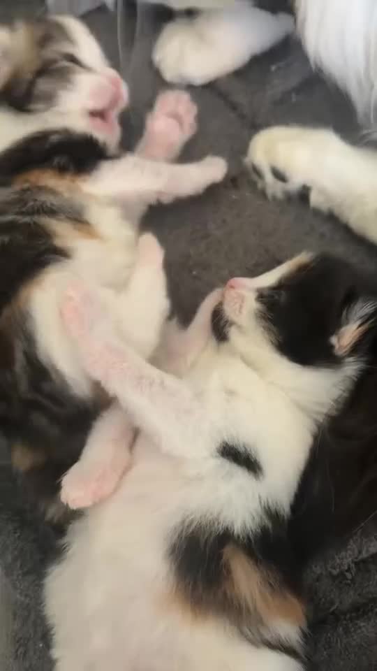Mixed Breed cats for sale: Ginger, Black and White Female Kitten in Billingham - Video 1