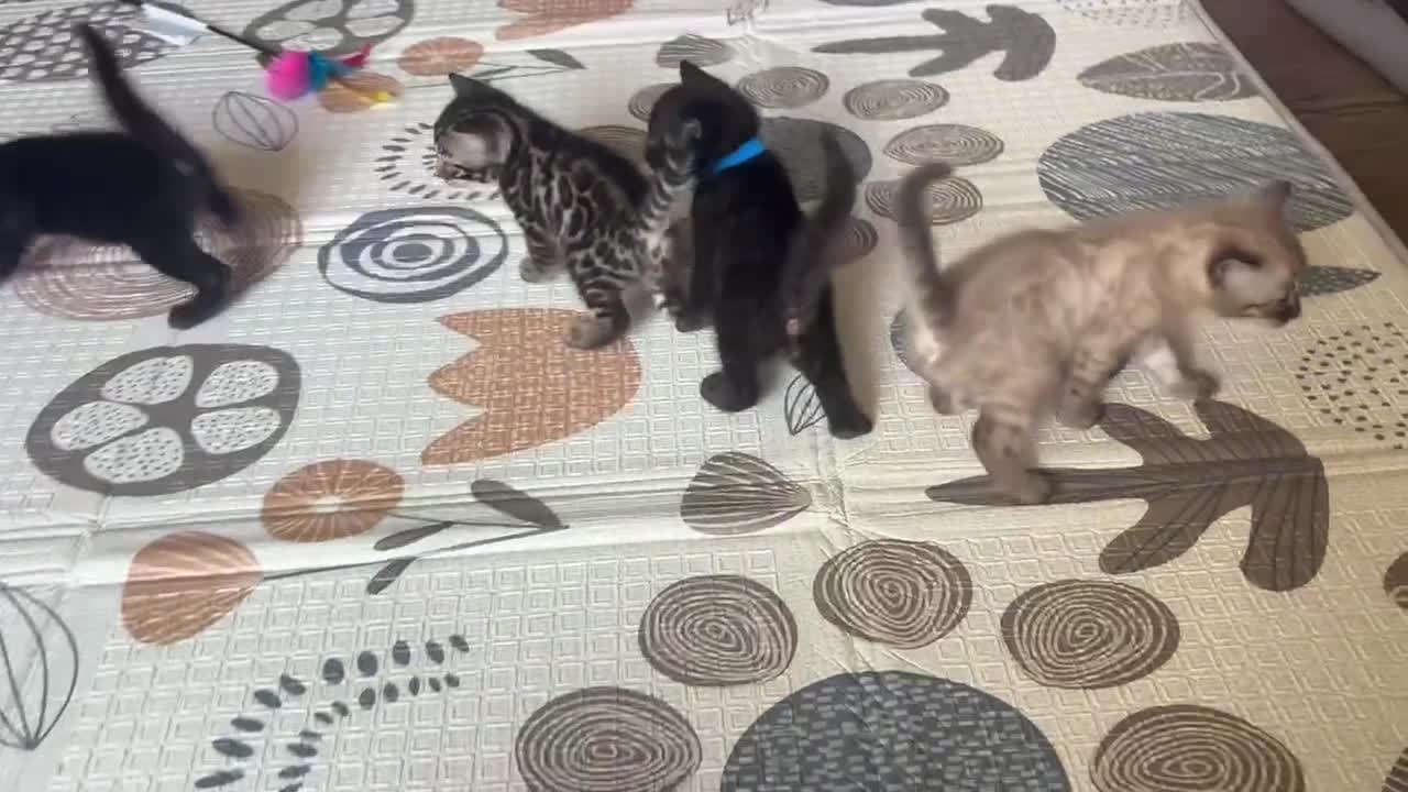 Bengal cats for sale: 4 Rare Tica Registered Bengal Kittens - Video 1