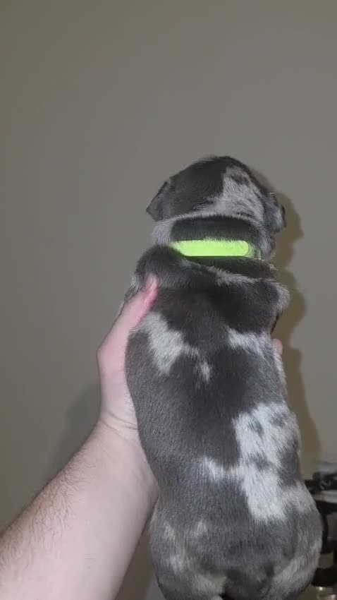 American Bully dogs for sale: Pocket bully’s for sale  in Preston - Video 2