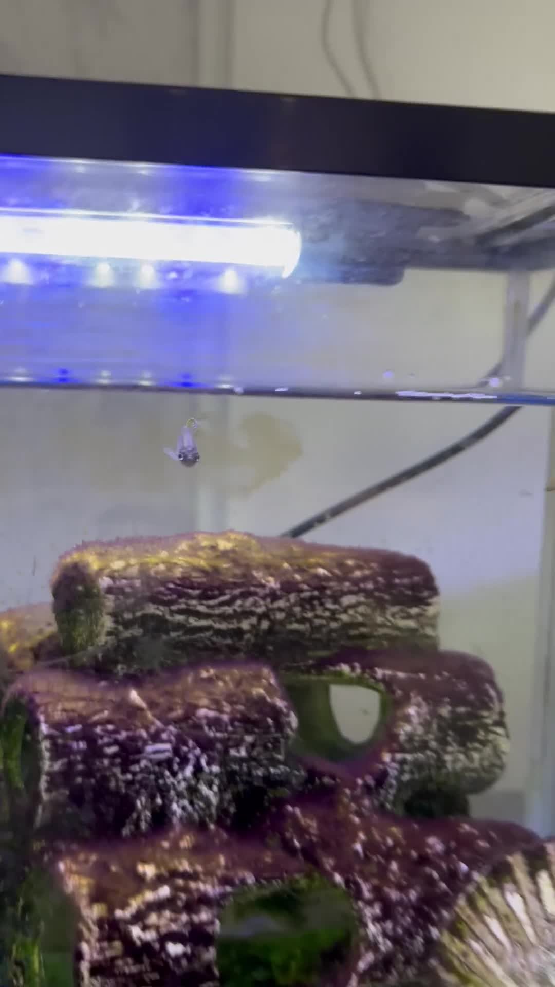 Danios fish for sale: 2 danio fish  - Video 1