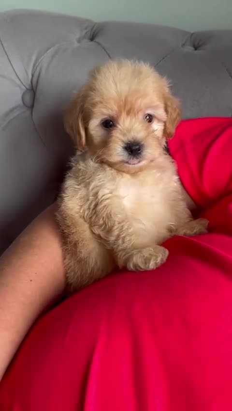 Maltipoo dogs for sale: 💫Tiny Red Boys Available Now💫 - Video 2