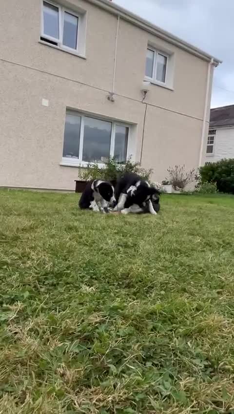Border Collie dogs for sale: Border Collie Puppies for sale - Video 2