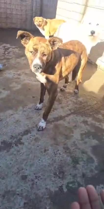 Mixed Breed dogs for adoption: ALINA, a Superb  young Girl - for a Loving HOME - Video 2