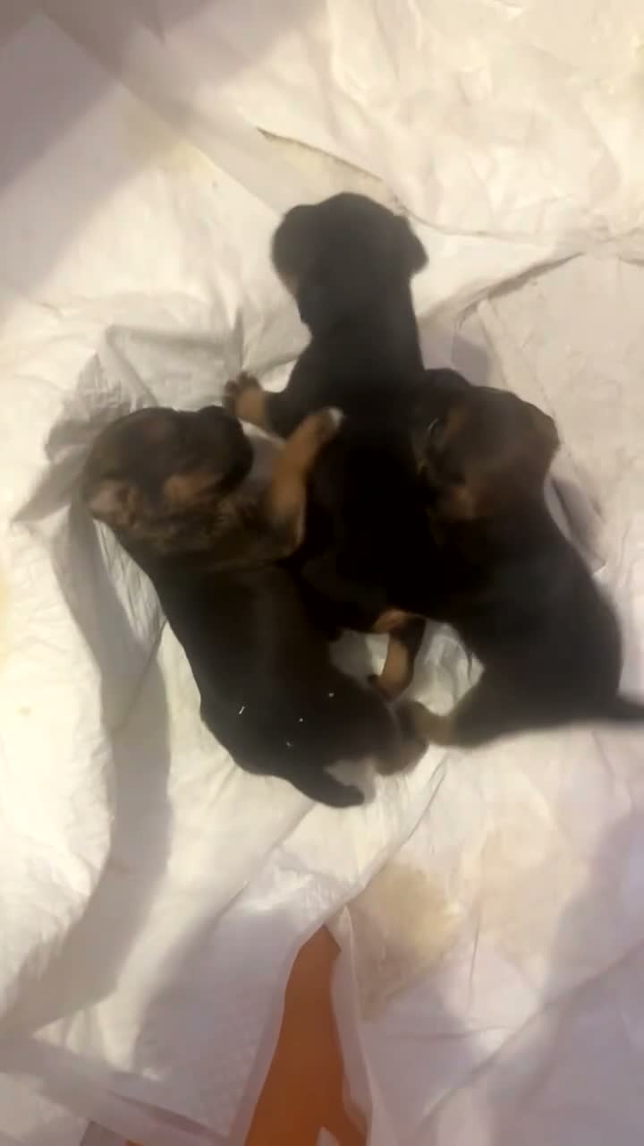Mixed Breed dogs for sale: Border terrier cross male puppies. - Video 3