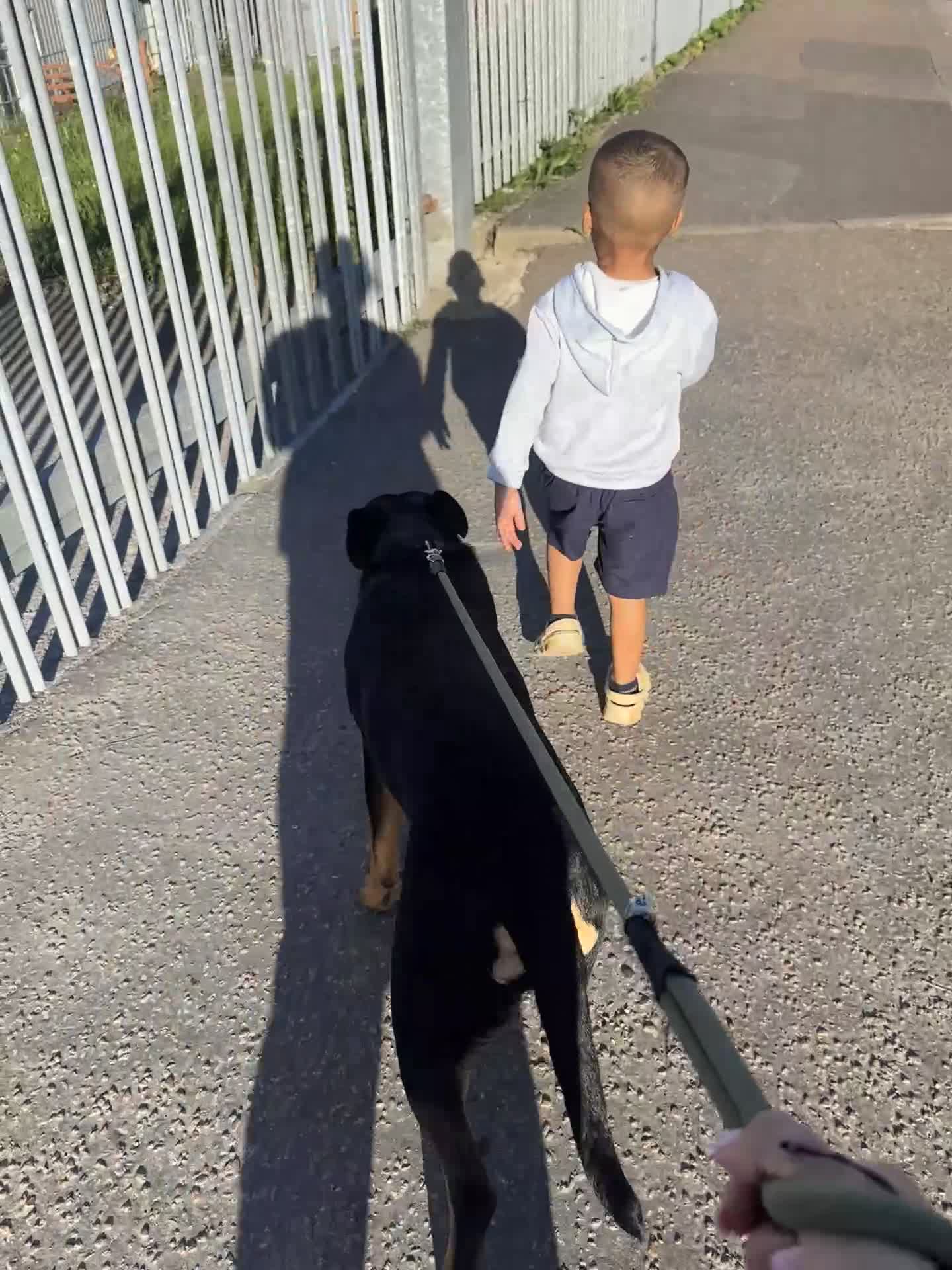 Mixed Breed dogs for sale: 10 Month-Old Rottweiler x Staffy - Video 2