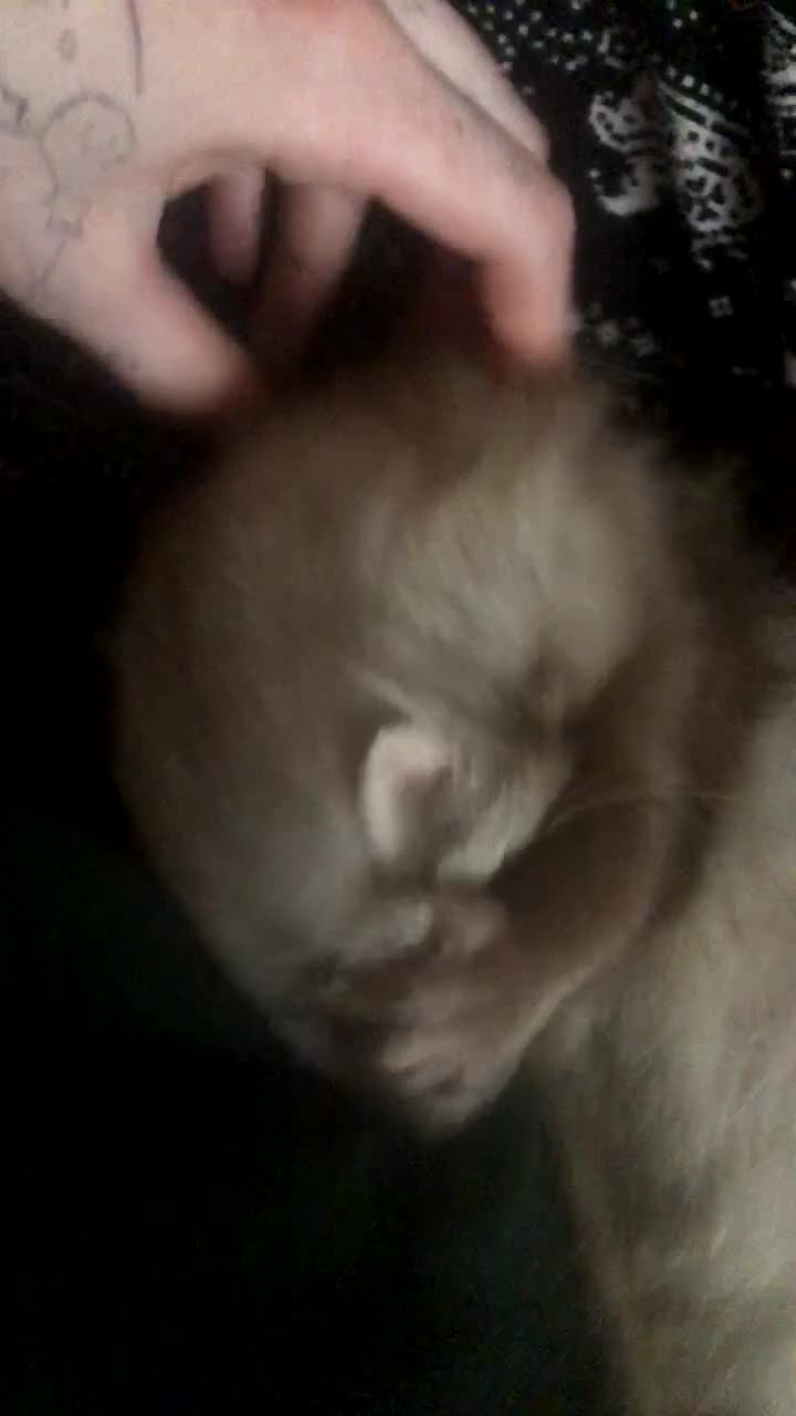 Ferret rodents for sale: Selling my two babies💔 - Video 1
