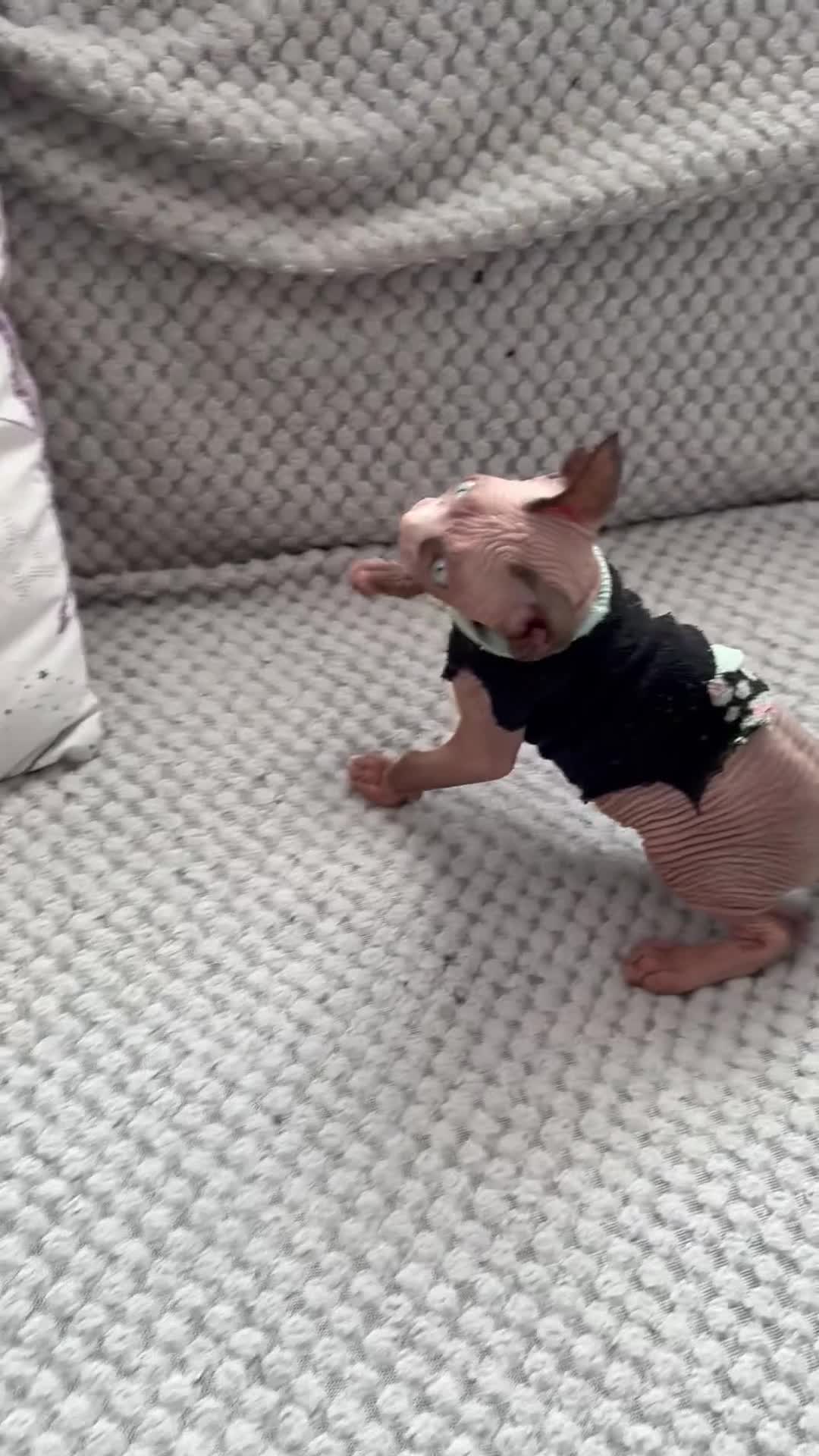 Sphynx cats for sale: Cute Sphynx Boy💙 - Video 1