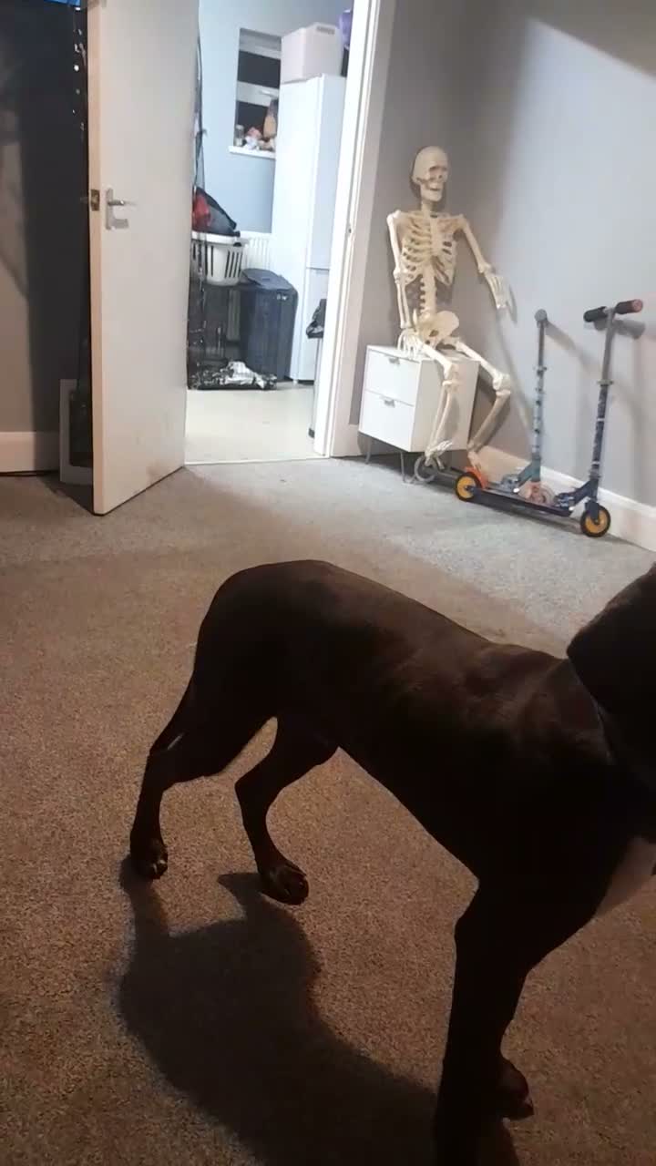 Mixed Breed dogs for sale: Male weimaraner x springer  in Cromer - Video 2