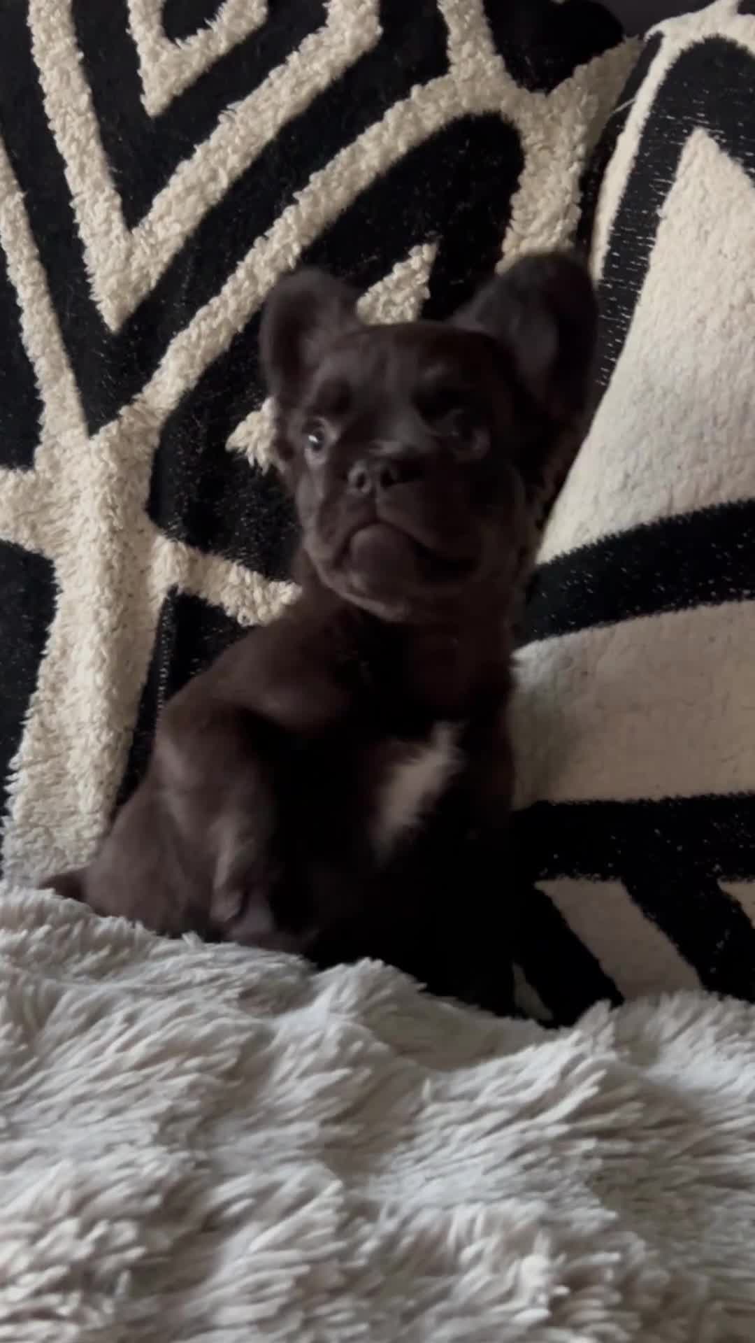 French Bulldog dogs for sale: French bulldogs , one fluffy (like his mum)  - Video 1