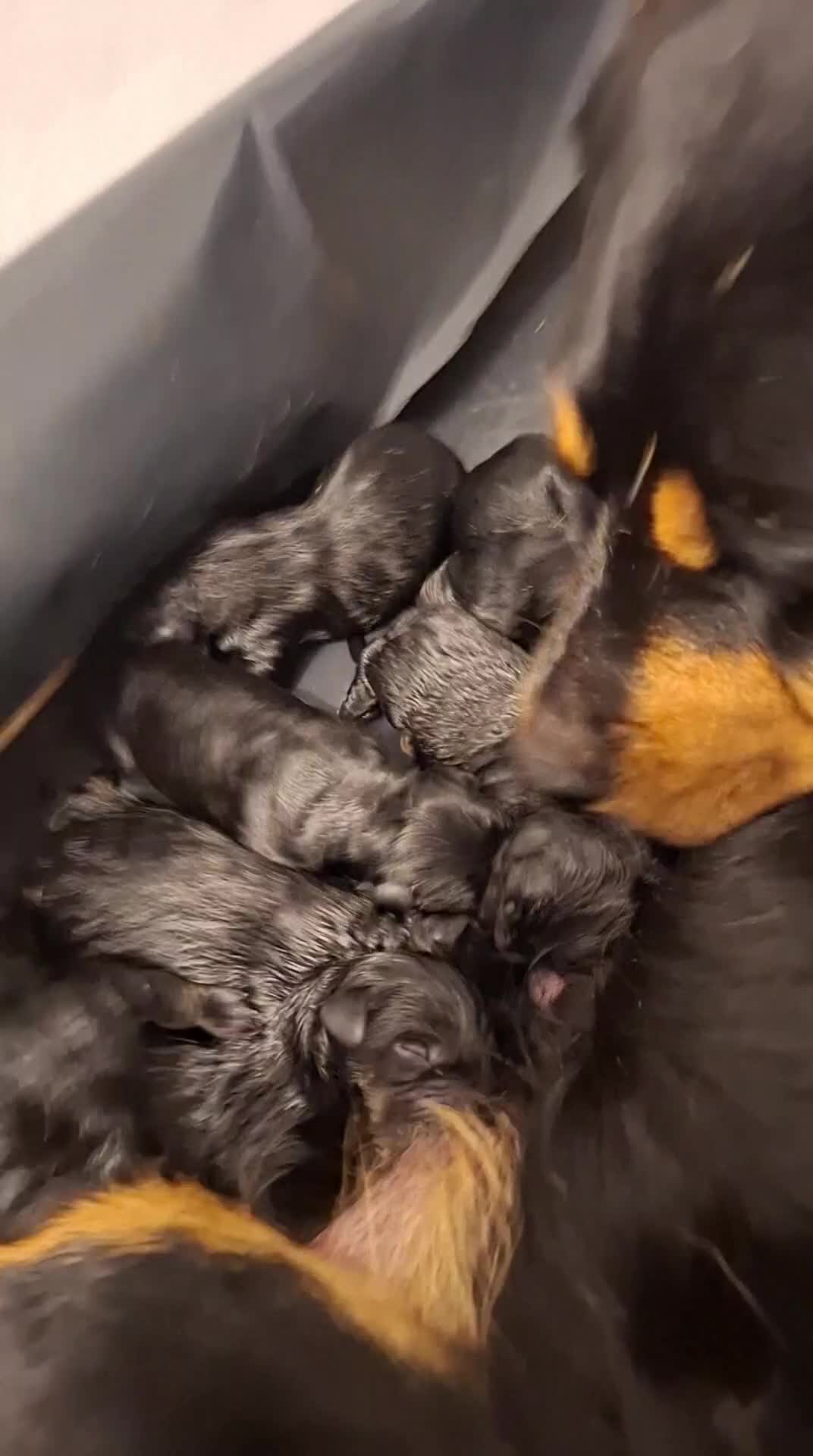 Mixed Breed dogs for sale: Luna.  in Shipley - Video 1