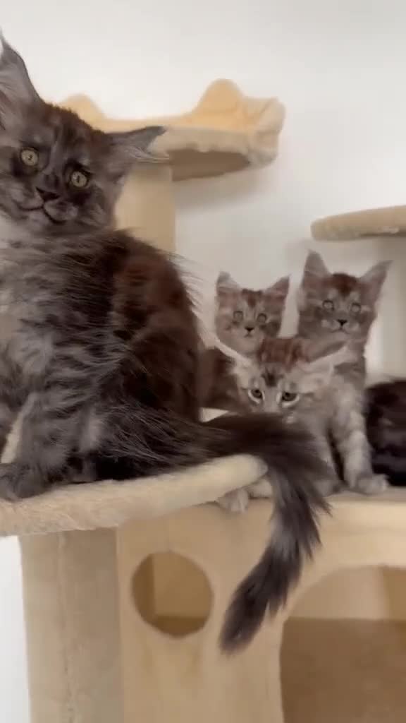Maine Coon cats for sale: MaineCoon World Champion Bloodlines/London  - Video 2