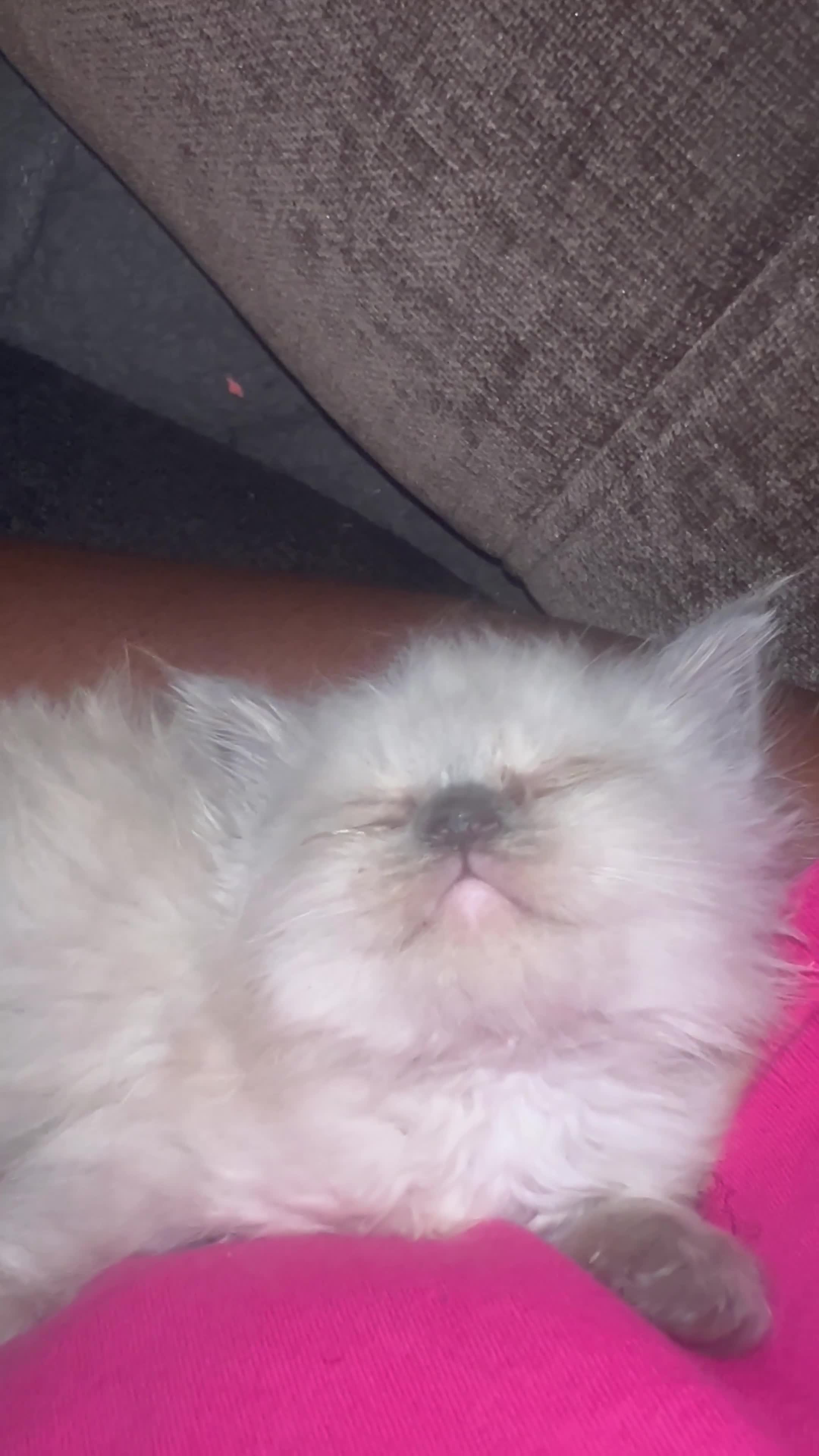 Ragdoll cats for sale: Adorable female ragdolls for sale - Video 1