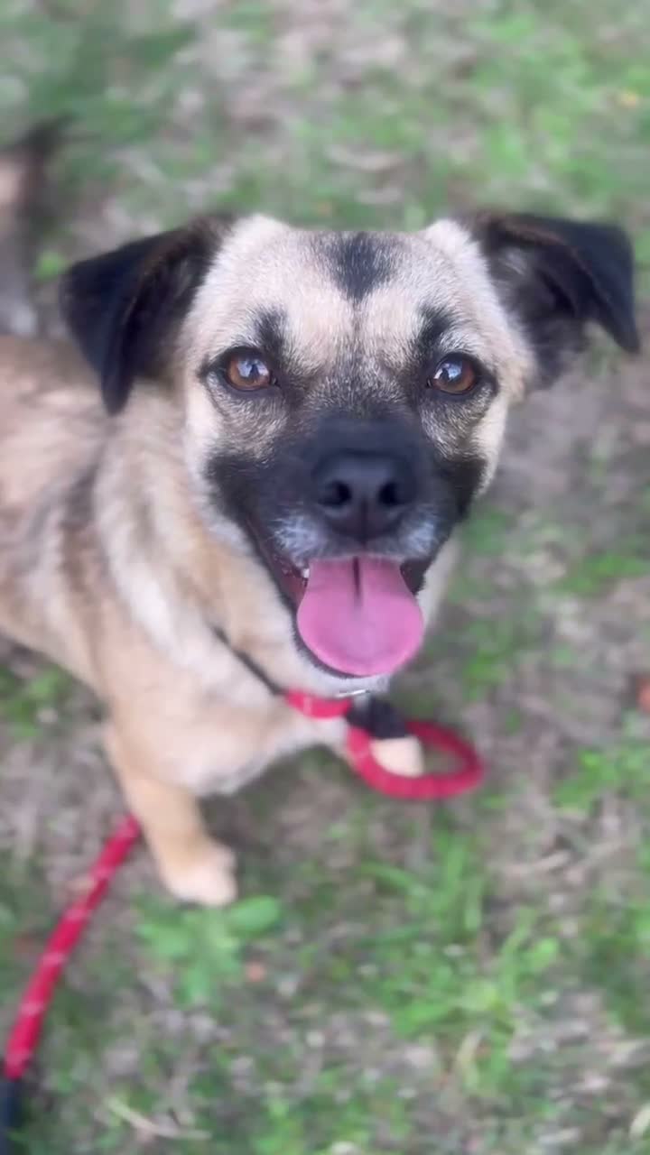 Mixed Breed dogs for adoption: Meet Marlene  12 months old  7kg Romanian mix  - Video 3