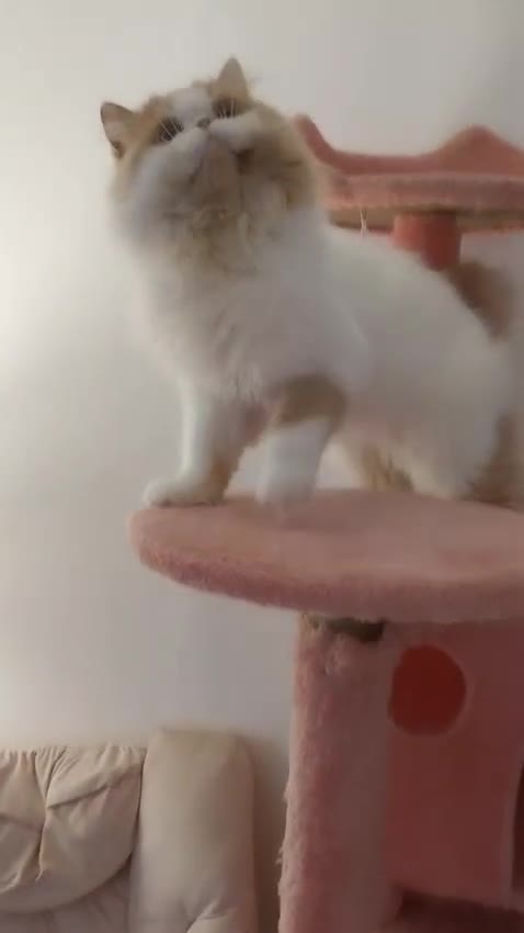 Persian cats for stud: My king Toulouse  - Video 2