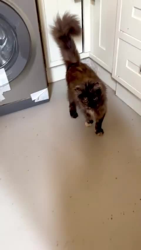 Maine Coon cats for sale: Adult female Maine coon tortie cat, TICA reg - Video 1