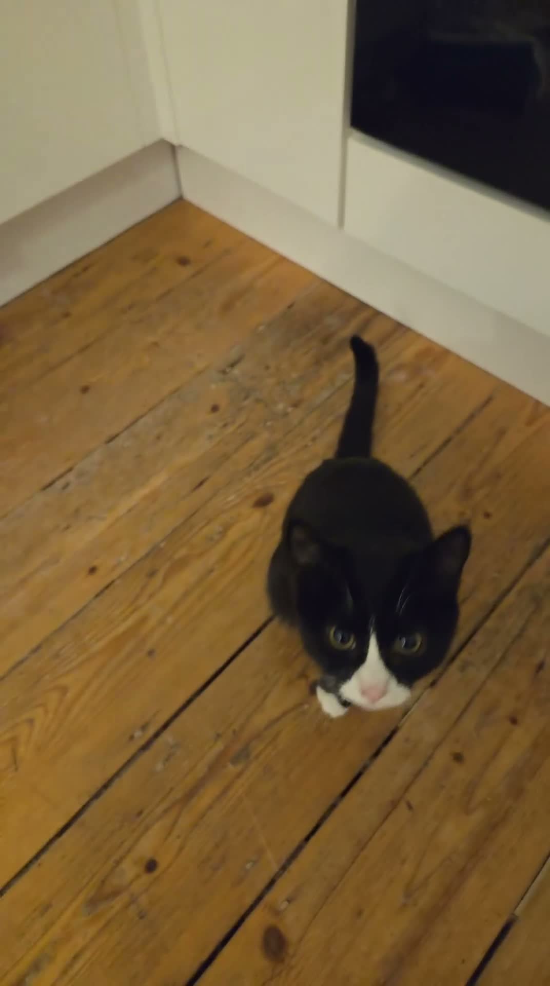 Domestic Shorthair cats for sale: Meet Dara, a Playful Little Rascal - Video 2