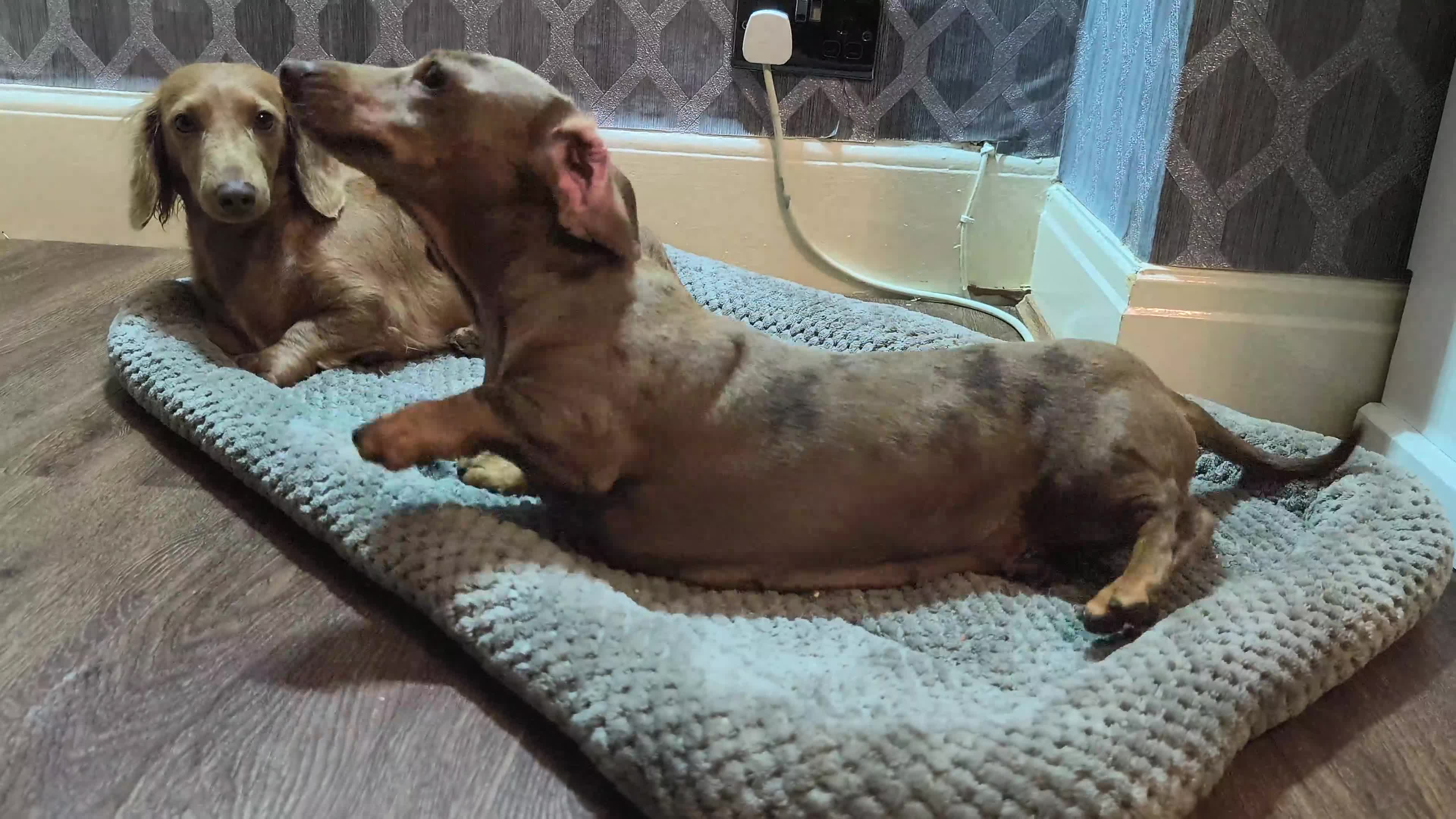 Miniature Dachshund dogs for sale: Looking for a loving home - Video 1