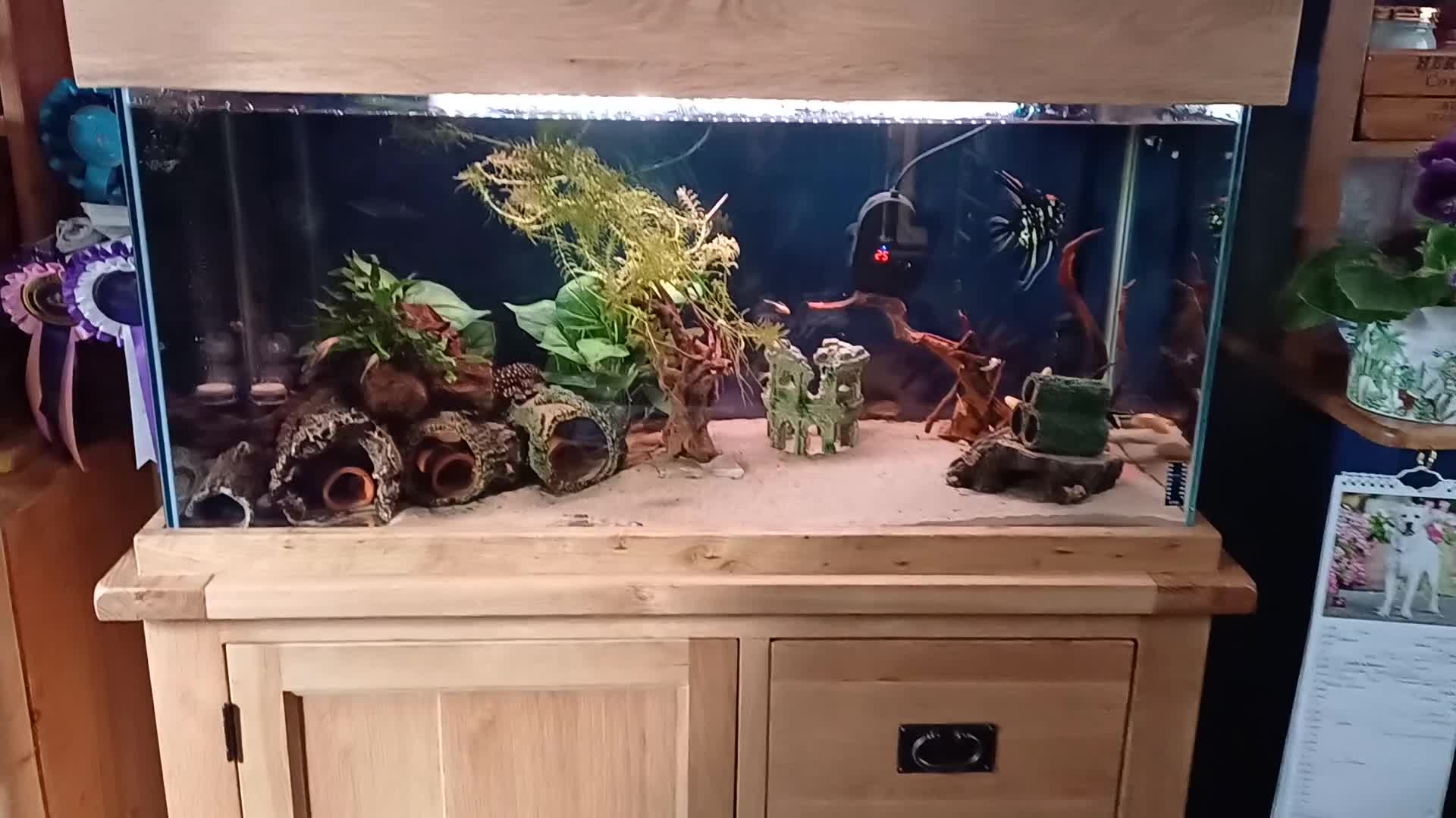 Plecos fish for sale: Job lot of tropical fish - Video 1