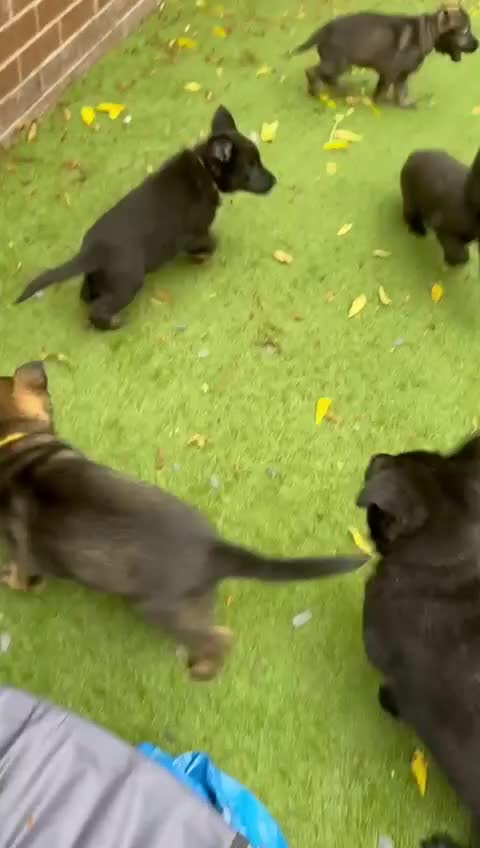 German Shepherd dogs for sale: German Shepherd Puppies - exceptional bloodline  - Video 1