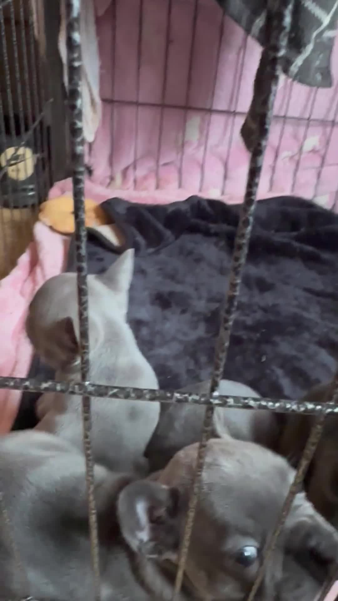 French Bulldog dogs for sale: French bulldog puppies for sale in Salisbury - Video 1