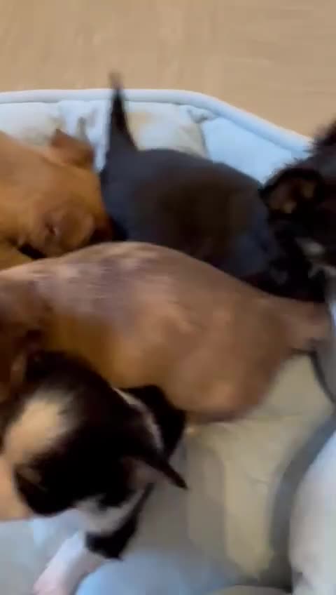 Chihuahua dogs for sale: Long Coat Chihuahua  - Video 1
