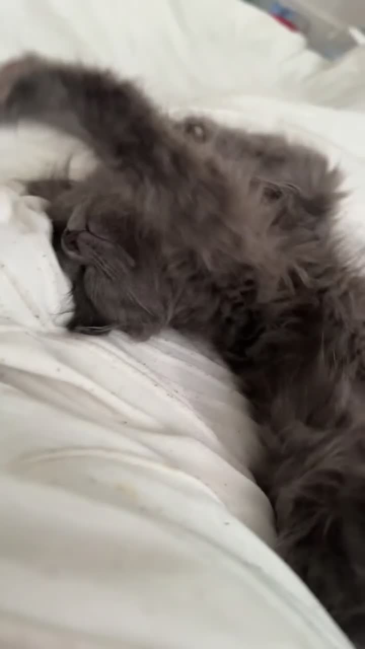 Mixed Breed cats for sale: Sweet Female Cats: Silver Tabby & Grey Longhair - Video 2