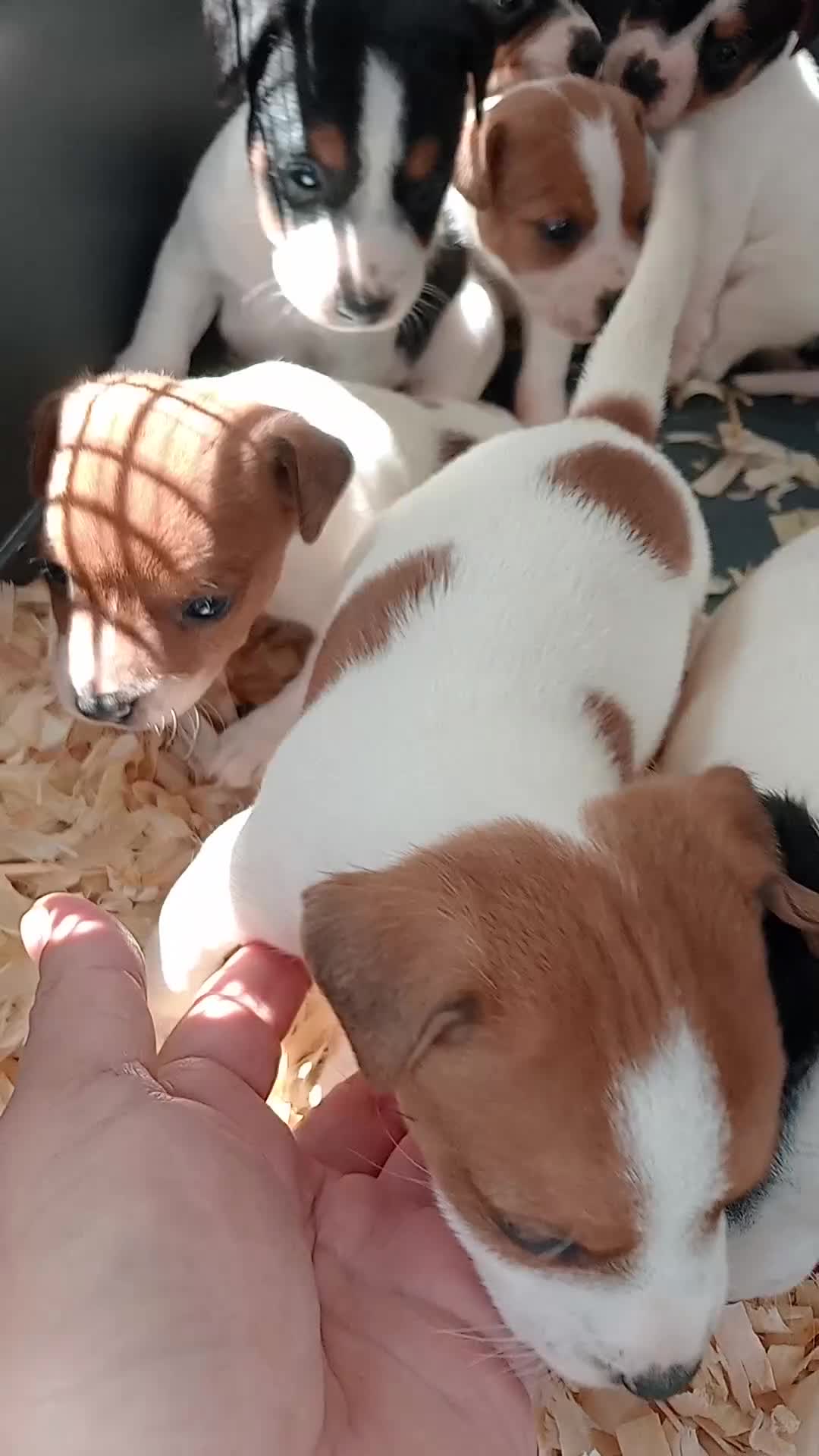 Jack Russell dogs for sale: JRT puppies (3 girls and 3 boys) - Video 1