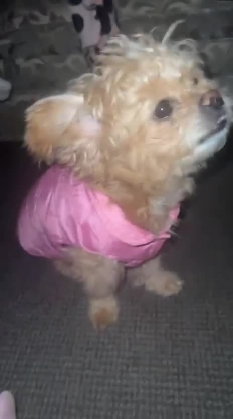 Malshi dogs for adoption: Meet beautiful BELLA ! She needs a new Loving Home - Video 2