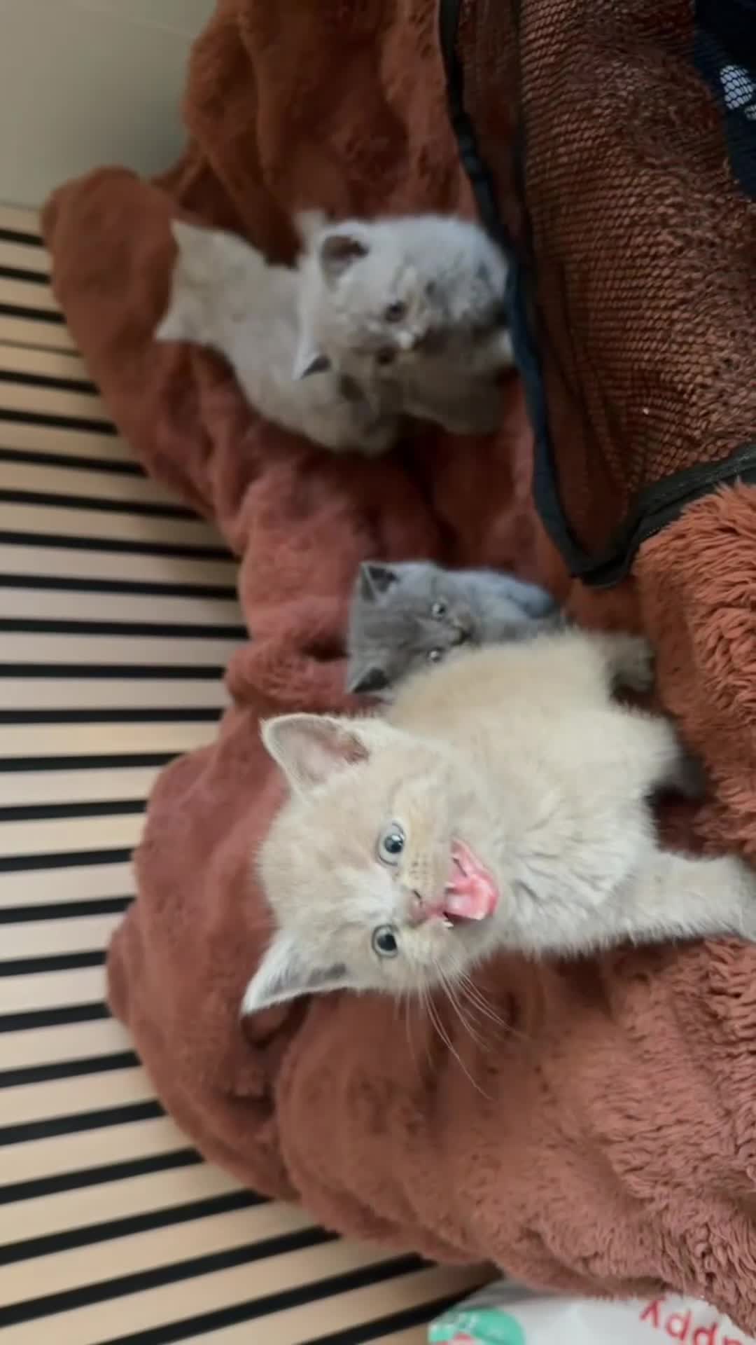 British Shorthair cats for sale: British short hair - Video 1