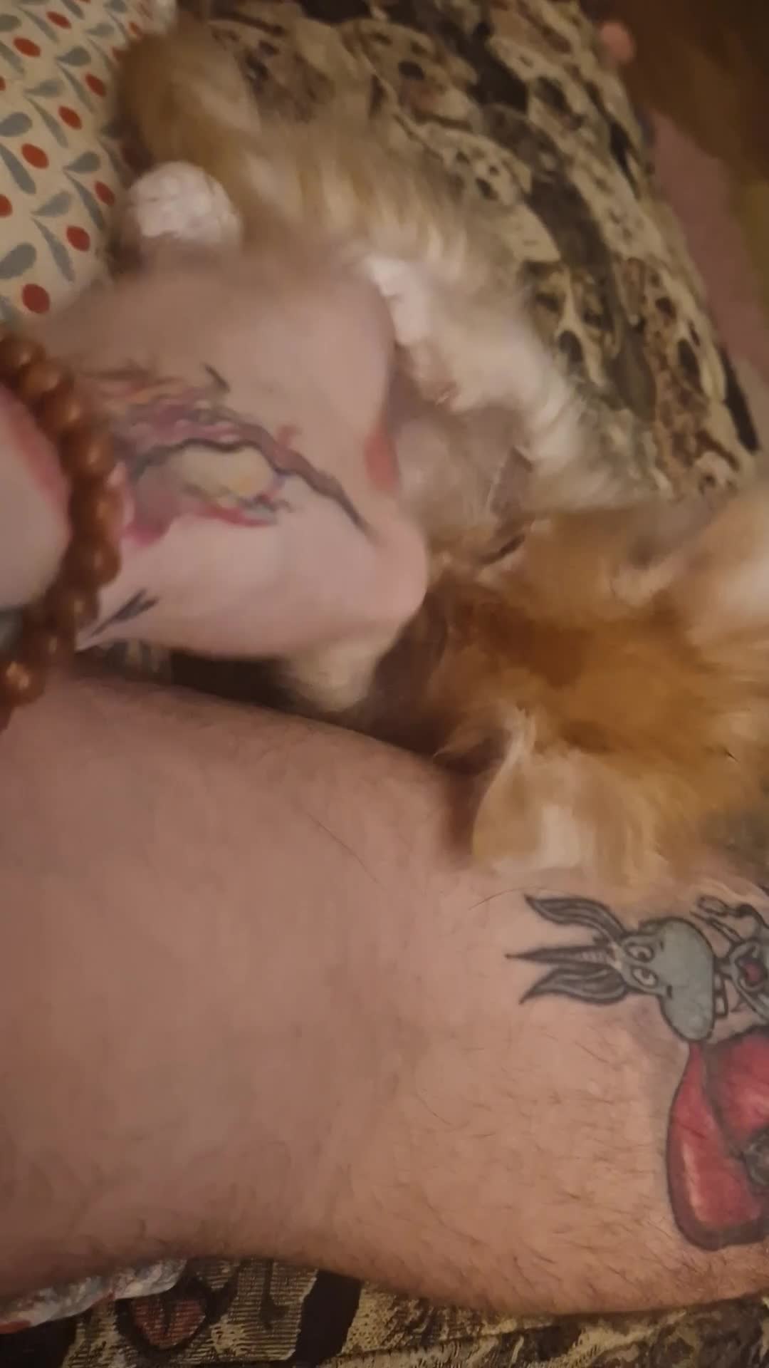 Maine Coon cats for sale: Stunning Maine Coon Babies - Video 1