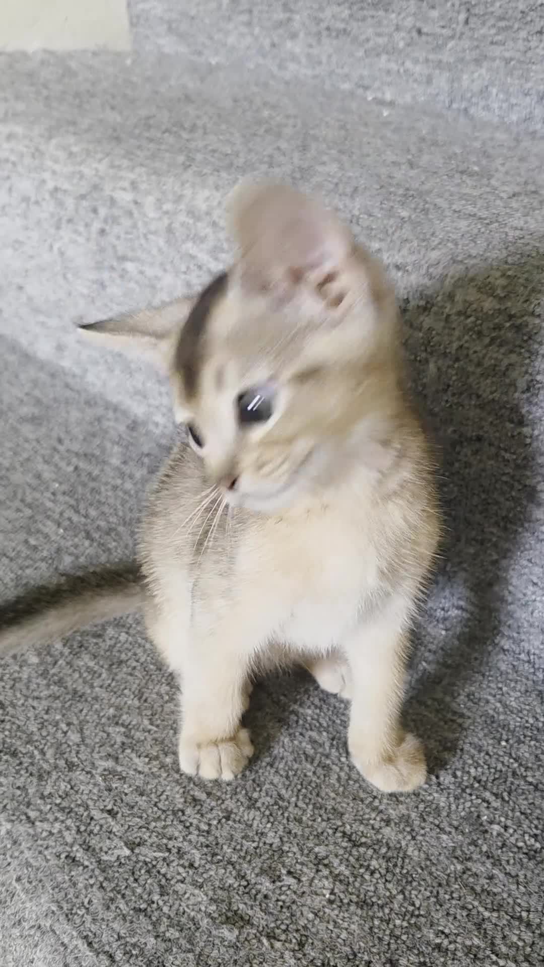 Abyssinian cats for sale: 💥Last TICA Registered Kitten Available💥! ❤️ - Video 1